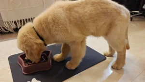 Best Dog Food for Golden Retriever Puppy 60 days in India Slobberman.dog All Breeds