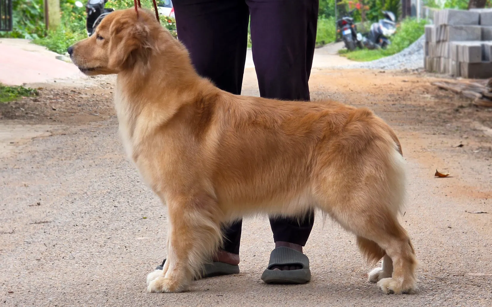 Golden Retriever RINA Skys Mother