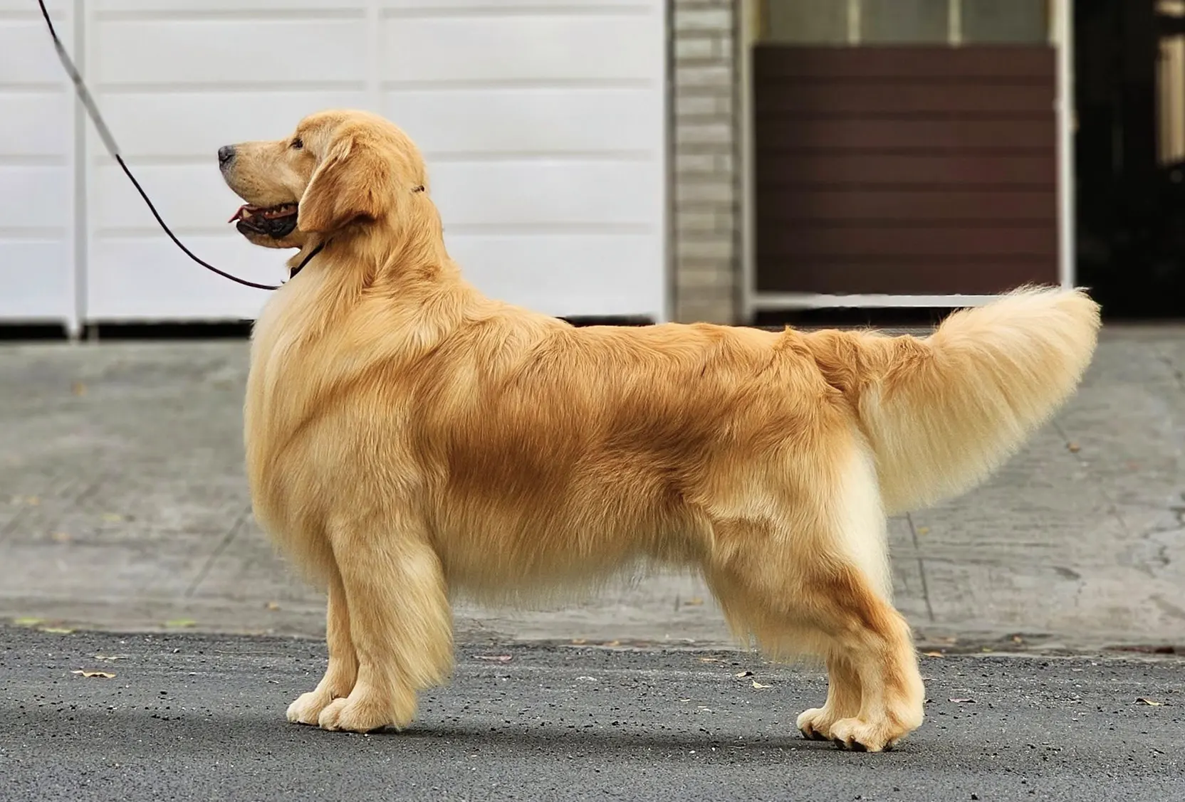 Gucci Golden Retriever Champion Of year 2025 India