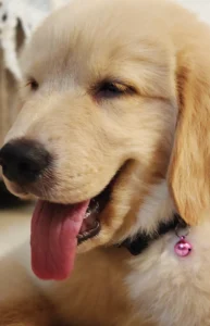 Sky the Golden Star 50 days old Golden Retriever Puppy Kerala in India 2