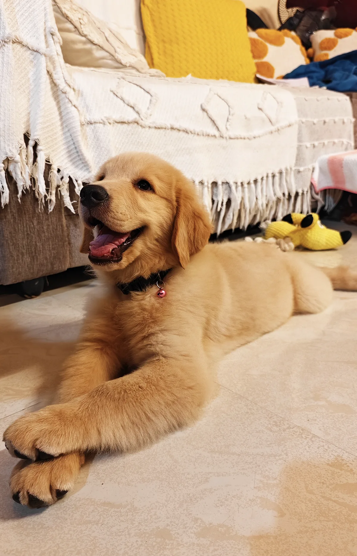 Sky the Golden Star 50 days old Golden Retriever Puppy Kerala in India 3