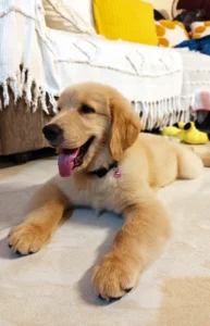 Sky the Golden Star 60 days old Golden Retriever Puppy India