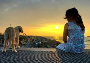 Sky the Golden Star 70 days old Golden Retriever Puppy India