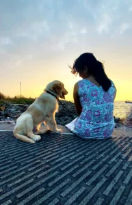 Sky the Golden Star 70 days old Golden Retriever Puppy Kerala India