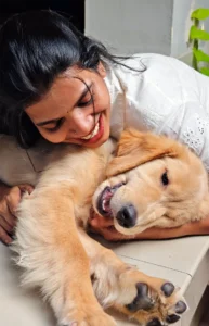 Sky the Golden Star 80 days old Golden Retriever Puppy Kerala India