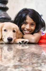 Sky the Golden Star 90 days old Golden Retriever Puppy India