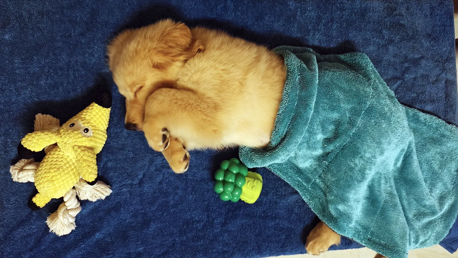 Sky the Golden Star 50 days old Golden Retriever Puppy India