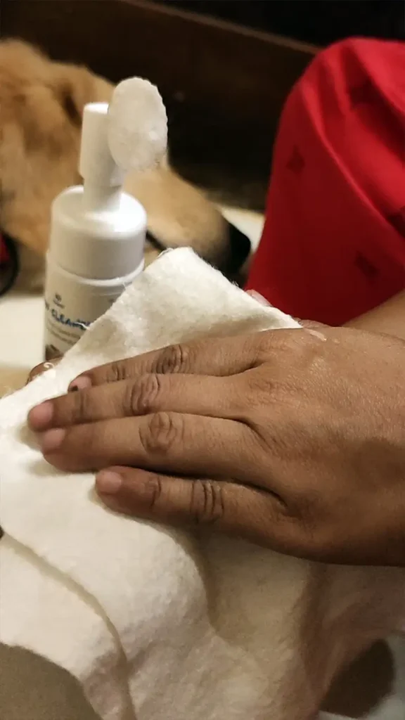 Golden Retriever Paws Cleaned with HANK No Rinse Foam Paw Cleaner and bamboo cloth