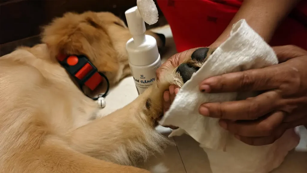 Sky Golden Retriever Paws Cleaned with HANK No Rinse Foam Paw Cleaner