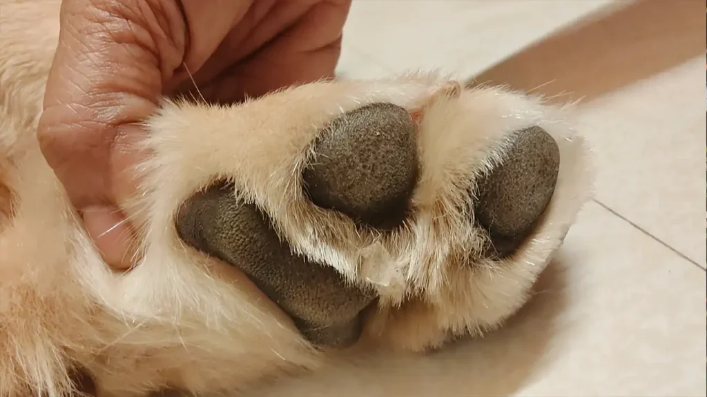 Sky Golden Retriever Paws Cleaned with HANK No Rinse Foaming Paw Cleaner